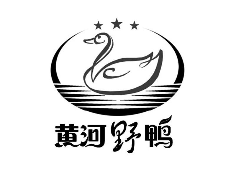 黄河野鸭