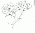 图形
