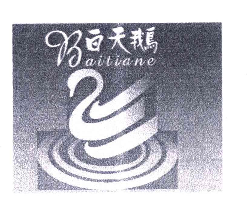 白天鹅