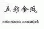 五彩金凤;MCLAVOTAEVIA MACCVLLOCHI