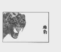 雄豹