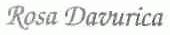 ROSA DAVURICA