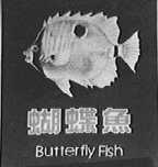 蝴蝶鱼    BUTTERFLY FISH