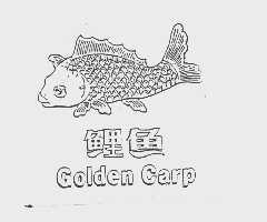 鲤鱼   GOLDEN CARP