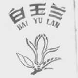 白玉兰