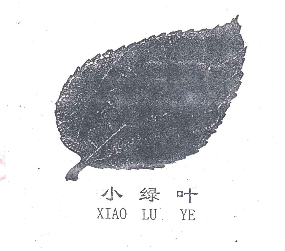 小绿叶