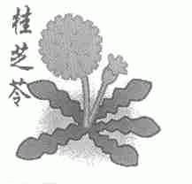 桂芝苓