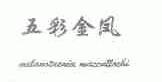 五彩金凤;MELANOTAENIA MAECULLDCHI