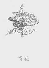 首花