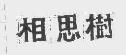 相思树