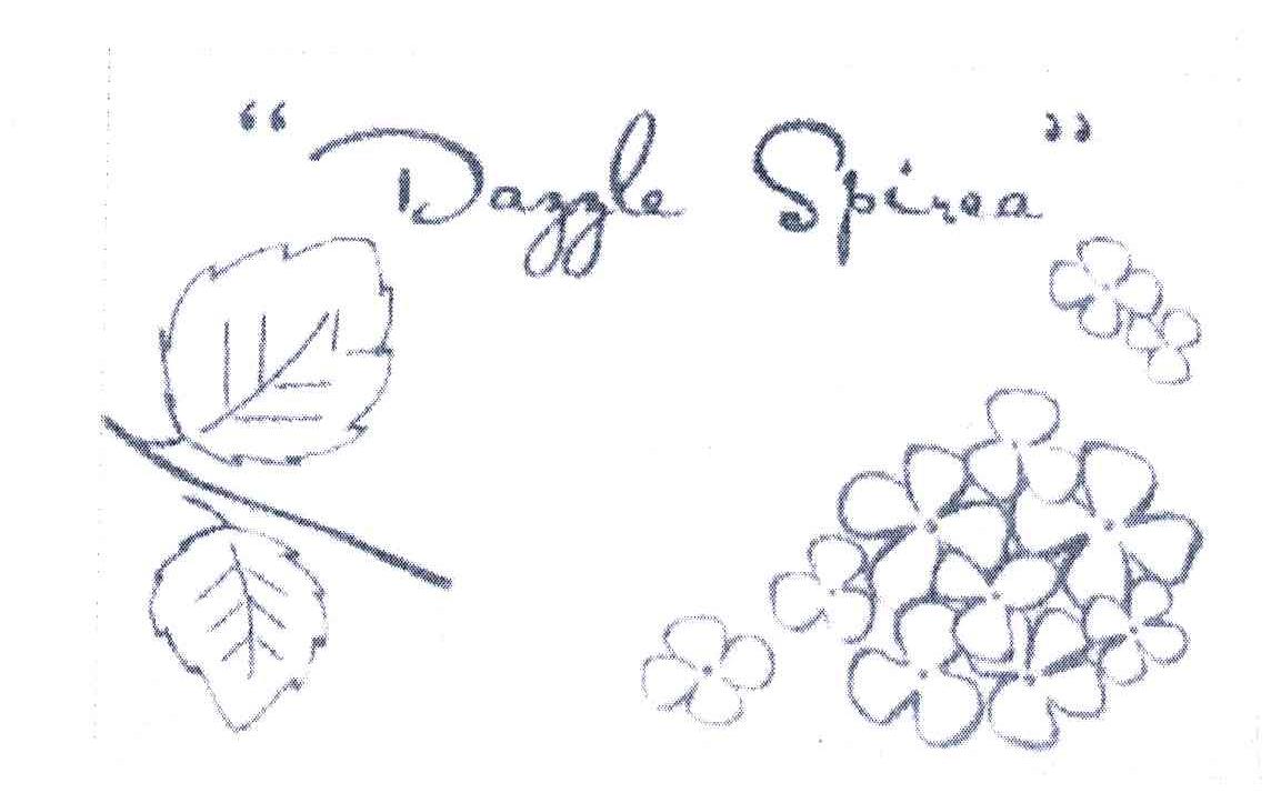 DAZZLE SPIREA