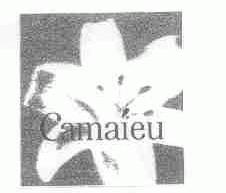 CAMAIEU