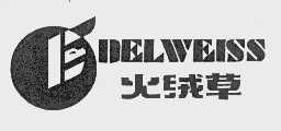 火绒草   EDELWEISS