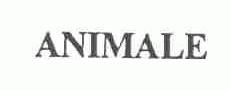 ANIMALE