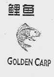 鲤鱼  GOLDEN CARP