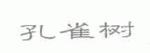 孔雀树
