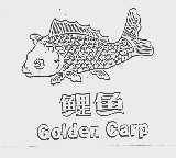 鲤鱼  GOLDEN CARP