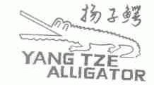 扬子鳄;YANG TZE ALLIGATOR