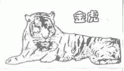 金虎
