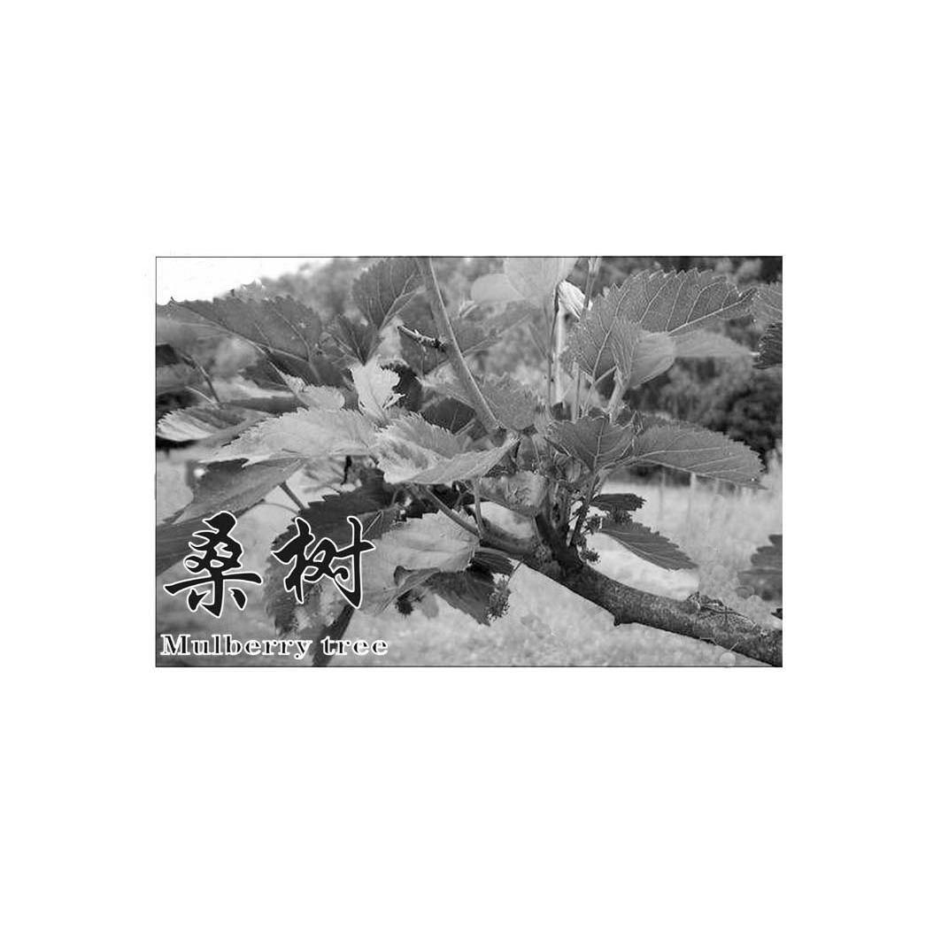 桑树 MULBERRY TREE