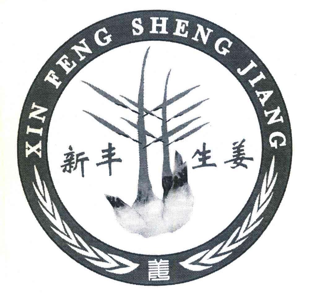 新丰生姜 姜