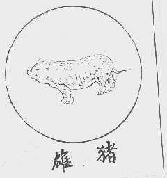 雄猪