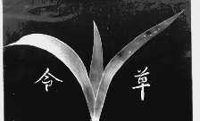 令草