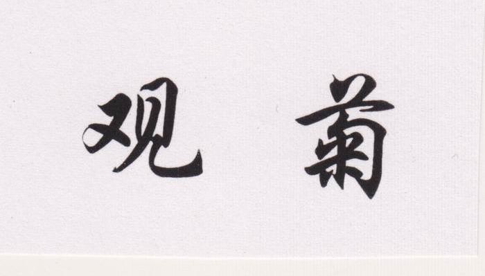 观菊