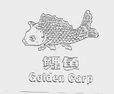 鲤鱼   GOLDEN CARP