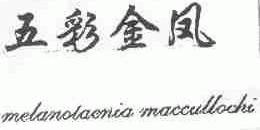 五彩金凤;MELANOTACNIA MACCULLOCHI
