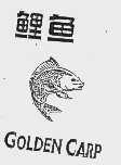鲤鱼 GOLDEN CARP