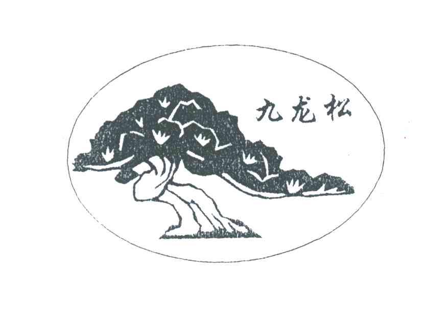 九龙松