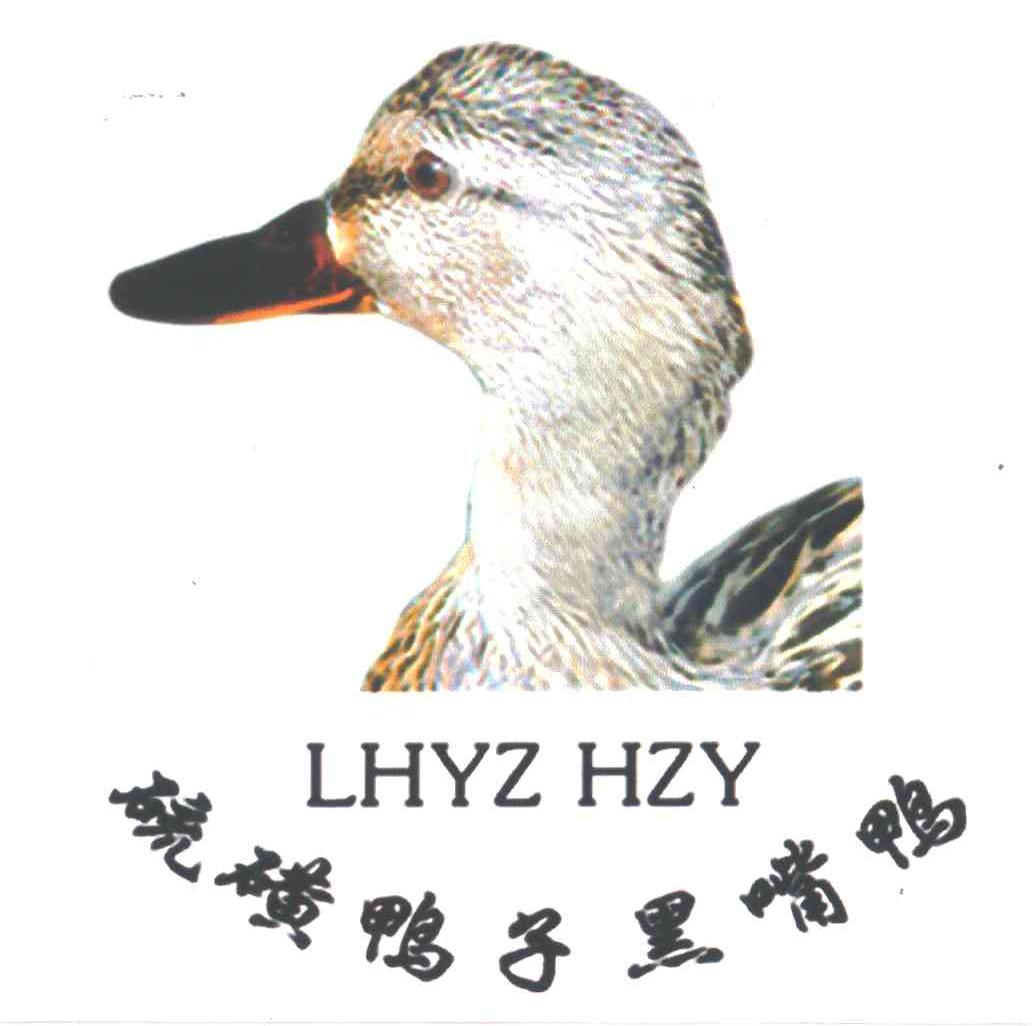 硫磺鸭子黑嘴鸭;LHYZ HZY