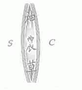 神农草