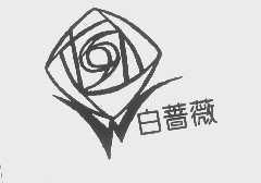 白蔷薇