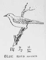 蓝鸟    BLUE BIRD BRAND