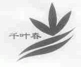 千叶春
