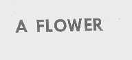 A FLOWER
