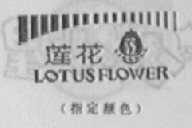 莲花    LOTUS FLOWER