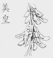 美皇