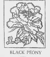 黑牡丹  BLACK PEONY