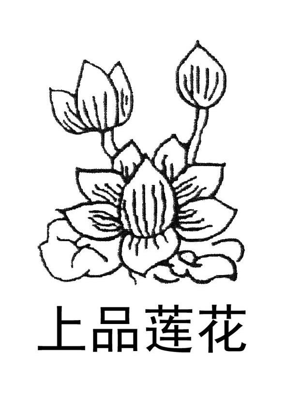 上品莲花