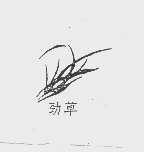 劲草