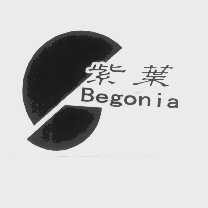 紫叶   BEGONIA