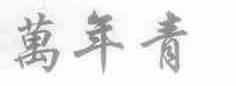 万年青