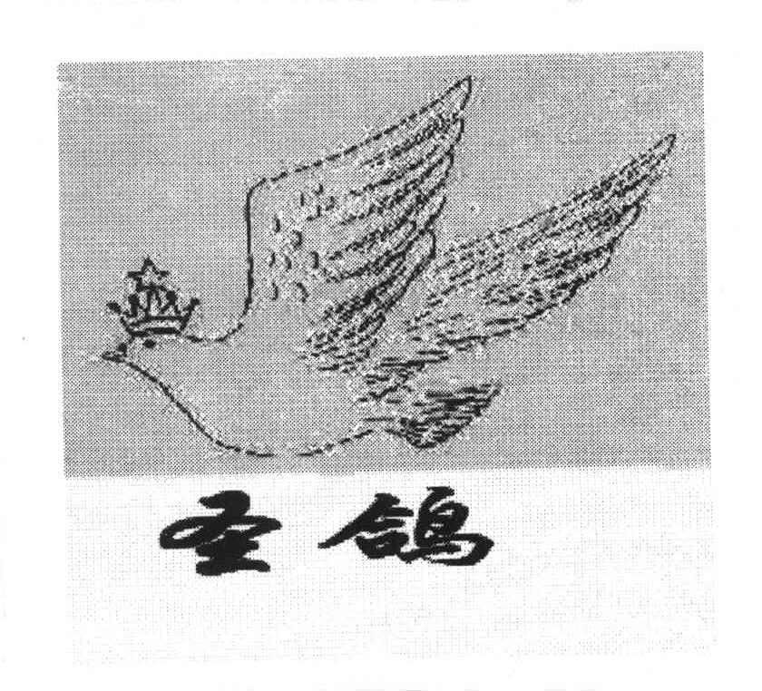 圣鸽
