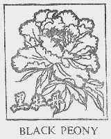 BLACK PEONY