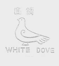 白鸽   WHITE DOVE