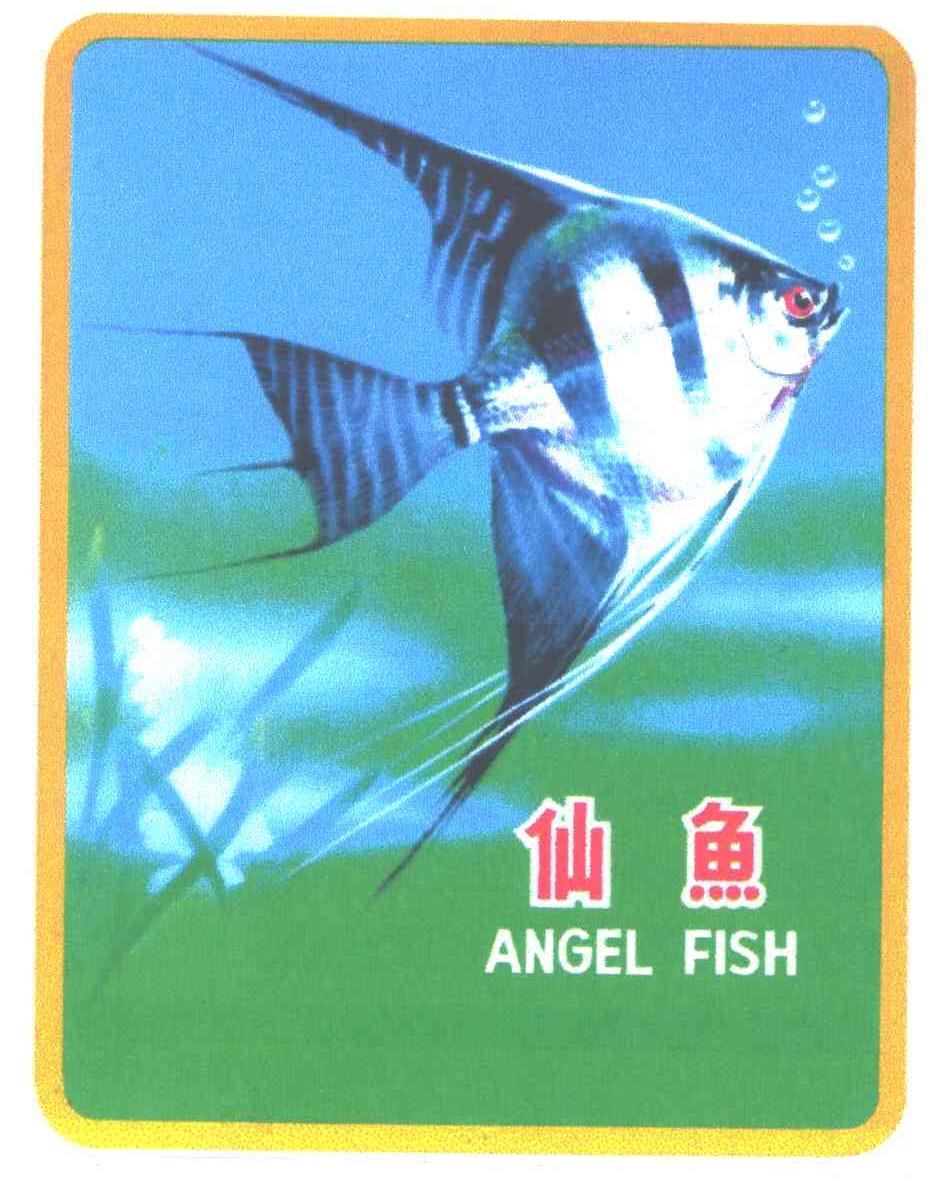 仙鱼;ANGEL FISH