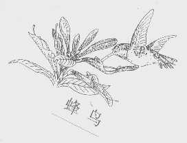 蜂鸟